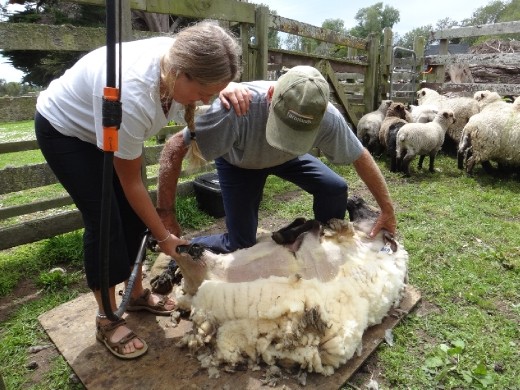 sheep sheer!