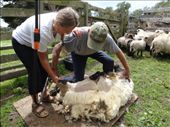 sheep sheer!: by capecodkiwi, Views[308]