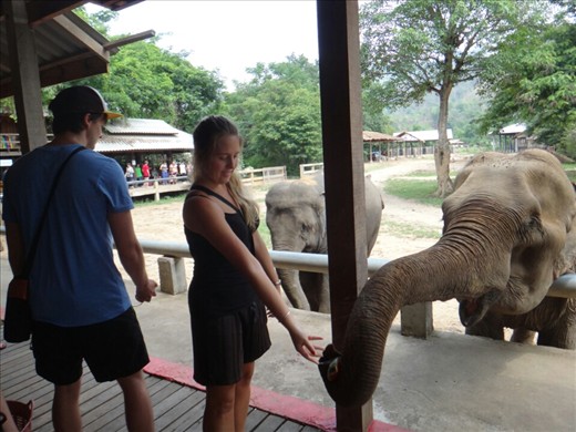 First time feeding the elephants