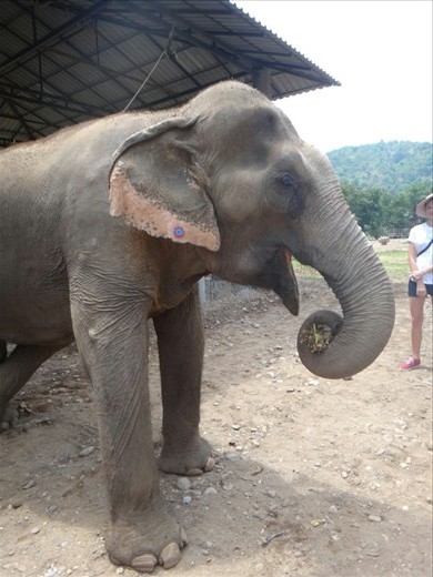 Mae Jan Peng- 70 years old. Name means Full Moon. Rescued from illegal logging and trekking. Hole in her ear from a hook so her mahout puts a flower in it. 