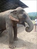 Mae Jan Peng- 70 years old. Name means Full Moon. Rescued from illegal logging and trekking. Hole in her ear from a hook so her mahout puts a flower in it. : by capecodkiwi, Views[531]