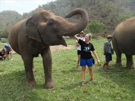 Mae Perm-first elephant on the reserve. Is best friends and protecive of jokia. Always stays by jokia's side
