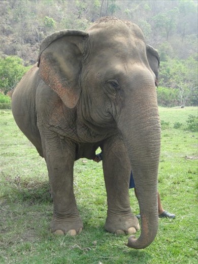 Mae Jokia-name means eye from heaven. 53 years old. Rescued from illegal logging and extreme abuse. Blind in both eyes. My favorite elephant at the park. 