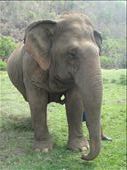 Mae Jokia-name means eye from heaven. 53 years old. Rescued from illegal logging and extreme abuse. Blind in both eyes. My favorite elephant at the park. : by capecodkiwi, Views[314]