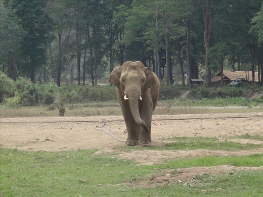Tong Suk-name means golden happiness. 12 years old. Mother was a trekking elephant and he was rescued before he was put through the Phajaan. 