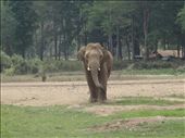 Tong Suk-name means golden happiness. 12 years old. Mother was a trekking elephant and he was rescued before he was put through the Phajaan. : by capecodkiwi, Views[238]