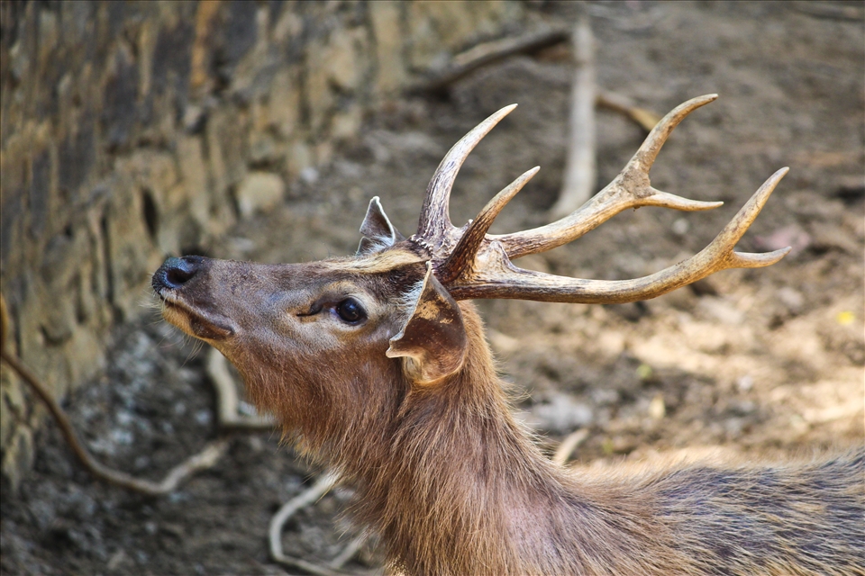 A deer gives an innocent look to the visitors requesting them to feed...