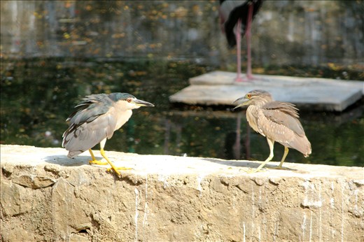 As I was looking and waiting for some good moment to capture at the birds enclosure,I noticed these two little birds facing off each other most probably for food !!!