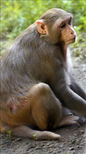 Wounded Prisoner: by captivity, Views[207]