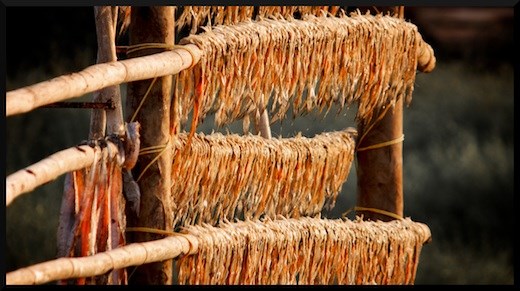 Mumbai's favourite fish, Bombay Duck hung for drying on a bamboo stand