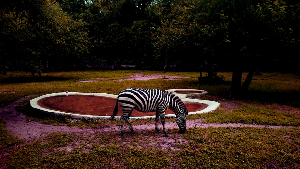 Zebra , though black and white , still full of life.