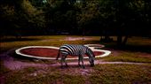 Zebra , though black and white , still full of life.: by capturingnature, Views[549]