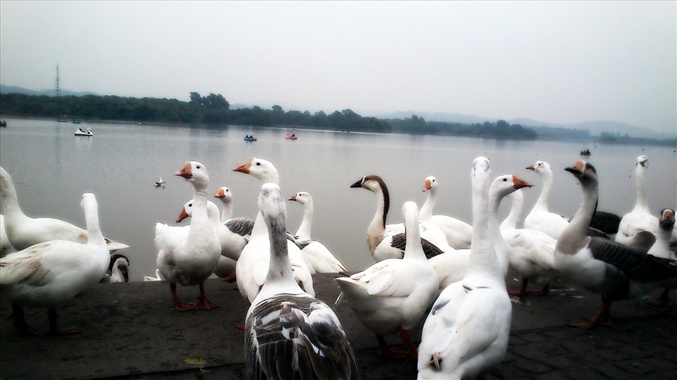 Ducks at the lake makes the scenery more pleasant and beautiful .