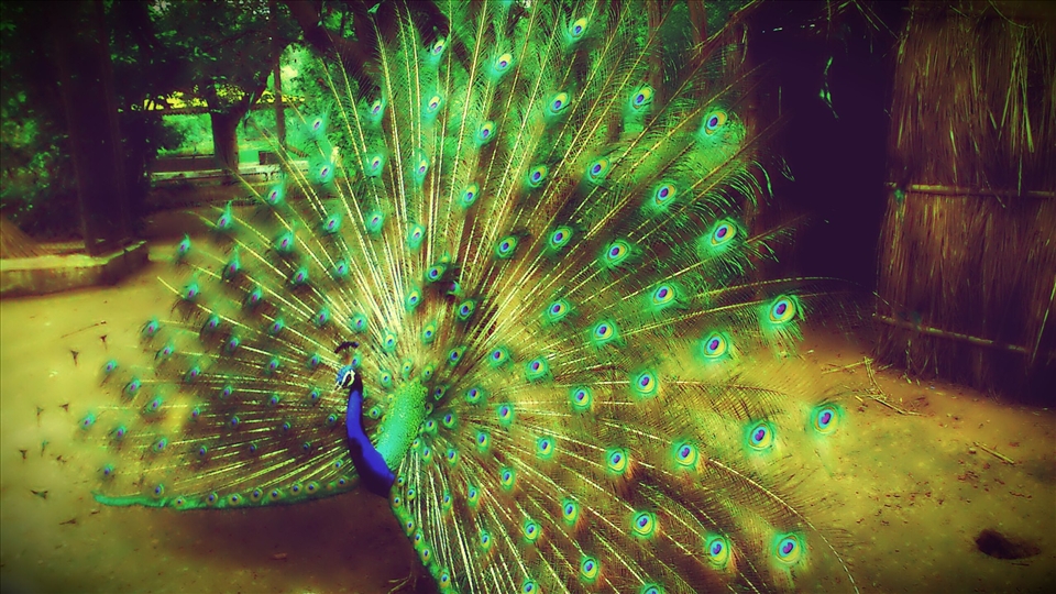 Peacock , the most beautiful creature on this planet .