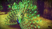 Peacock , the most beautiful creature on this planet .: by capturingnature, Views[2255]