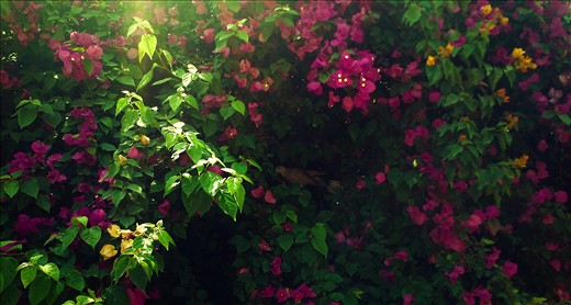 The Emarald Dove , resting peacefully away from the heat in the Bouganvilae.