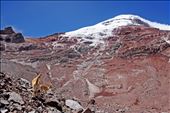 Two Vicugna vicugna at 5000m in Chimborazo mountain.: by cardellach, Views[464]