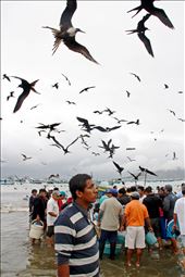 The fish arrives at Puerto López beach.: by cardellach, Views[368]