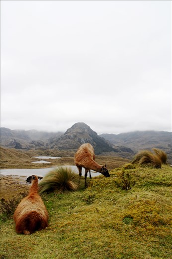 Two Lama glama in the Cajas National Park