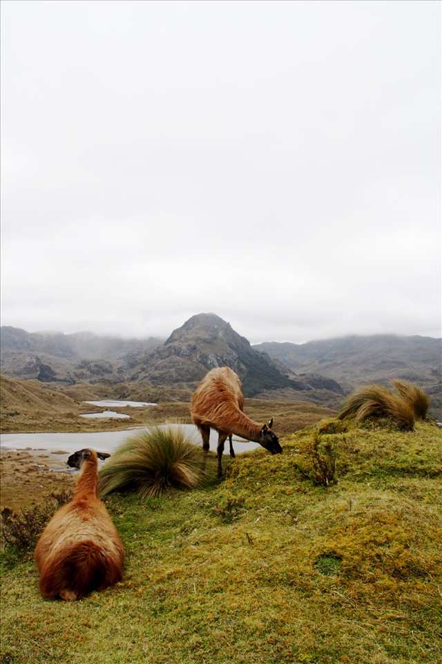 Two Lama glama in the Cajas National Park