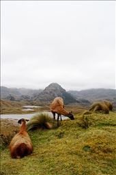 Two Lama glama in the Cajas National Park: by cardellach, Views[390]