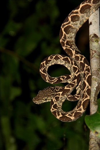 A boa in the Yasuní National Park