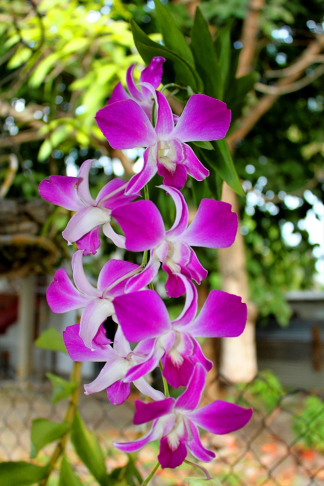 Trinidad Orchids