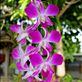 Trinidad Orchids by: cariwak Views[226]