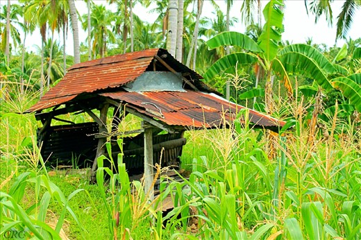 The Kiln House. This is where we would play Hide And Seek with our cousins when we were still kids. It still stands to this day.