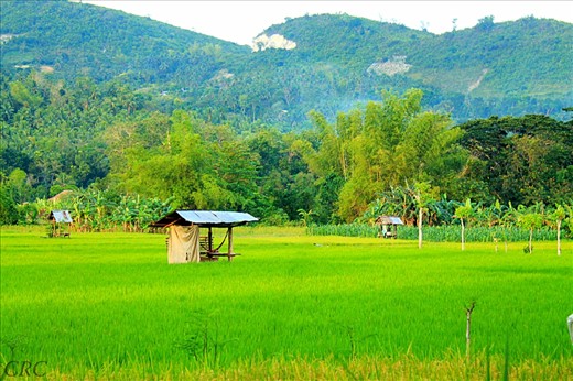 Sibonga Rice Field. Situated near the municipal town of Sibonga going to higher lands like in Papan where our ancestral home is located.