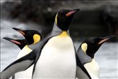 King Hakon Bay King Penguins: by carlsbad_sven, Views[142]