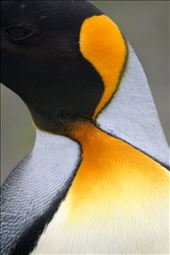 King Neck 2: by carlsbad_sven, Views[796]