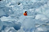Ice can be beautiful but also a barrier to navigation. A Russian scientist is forced to break a layer of ice that has formed in a short time to get out to the boat to check the status of a test he will have to study later.: by carluscp, Views[583]