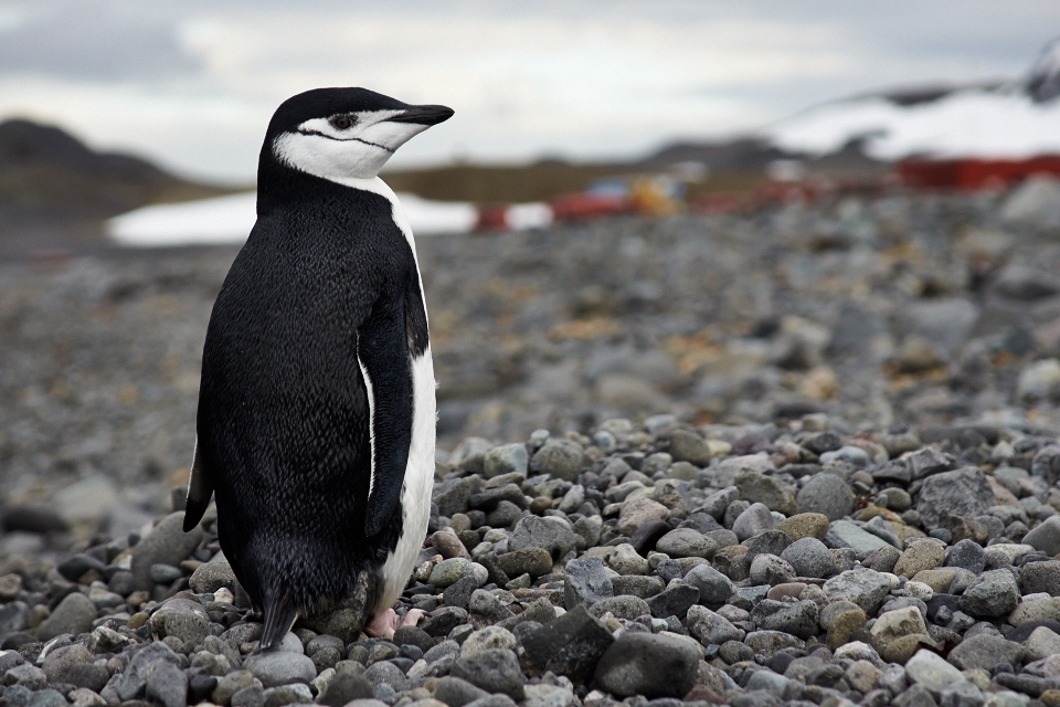 The chinstrap penguin is one of the different species of penguin which is found the South Shetlands. Among all the local fauna, it was he who was more curious about my camera, approaching at a distance that I hardly could ever have imagined.