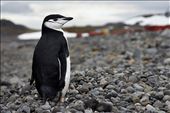 The chinstrap penguin is one of the different species of penguin which is found the South Shetlands. Among all the local fauna, it was he who was more curious about my camera, approaching at a distance that I hardly could ever have imagined.: by carluscp, Views[694]