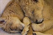 Spanish cubs 2: by carmachameleon, Views[1023]