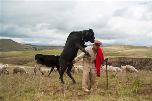 The Herd Boy is a distinctive feature of Basotho society. They carry a cane when they take the cattle grazing. The cane has a unique decoration, that represents the family they belong to, which literally serves as an ID book.

The cultural and social traditions of the community have been maintained rather untouched throughout the years, being passed on for generations, enabling them to be found still so incredibly vivid in the 21st Century World.
