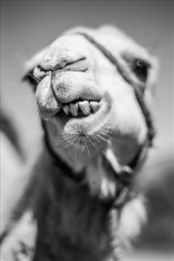 Camel 