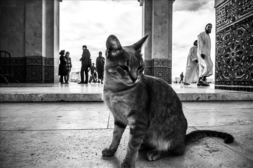 Cat at Casablanca's Mosque