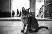 Cat at Casablanca's Mosque: by carmenmateos, Views[260]
