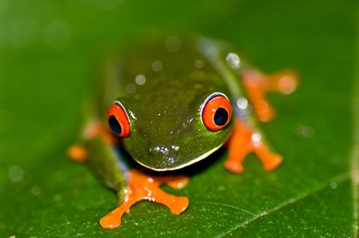 The red-eyed tree frog, visible only when eyes opened, Costa Rica