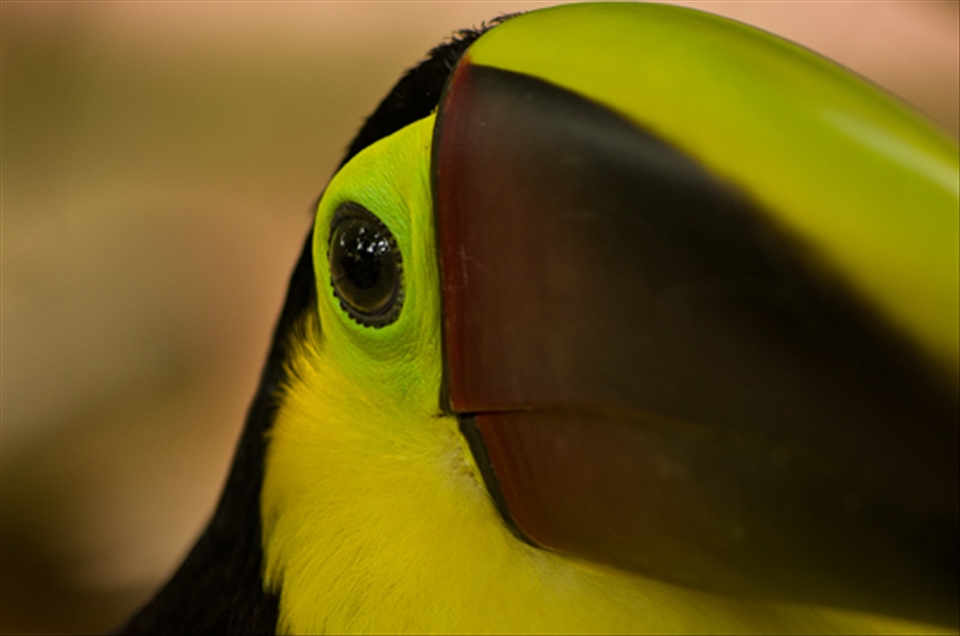 Toucan in Jaguar Rescue Center, Costa Rica