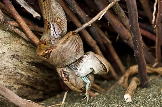 One of my dreams was to spot boa in the wild, Corcovado, Costa Rica