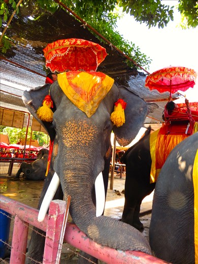 A lifetime of slavery and mistreatment for working elephants in Ayutthaya. An adult male stays in a tight space for hours and waiting to take tourists on a ride around town while his mahout takes a nap on his back. In the background an elephant struggling to stand, stays in a sitting position for more than an hour surrounded by soiled floors while the crowds turn a blind eye and enjoy the show. 
