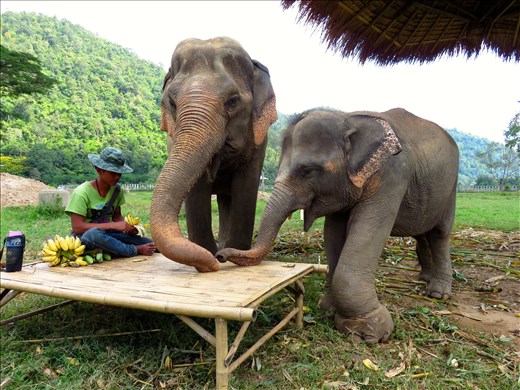 A 3 year old orphan elephant was rescued after being help captive and losing his mother after a few weeks of being born. He is smaller in size than a normal elephant his age and because of a life of trauma and abuse, he lacks simple skills as placing food in his mouth without constantly dropping it. Only a few weeks at Elephant Nature Park, he found an adoptive mother 'Nanny' that teaches him how to peal a banana and eat it for the first time. 