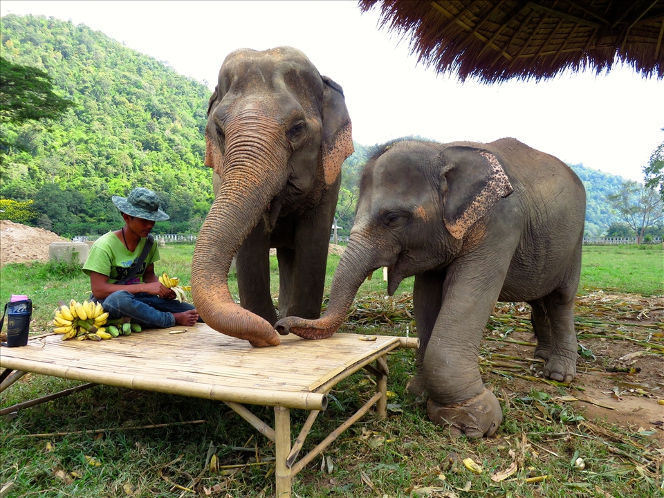 A 3 year old orphan elephant was rescued after being help captive and losing his mother after a few weeks of being born. He is smaller in size than a normal elephant his age and because of a life of trauma and abuse, he lacks simple skills as placing food in his mouth without constantly dropping it. Only a few weeks at Elephant Nature Park, he found an adoptive mother 'Nanny' that teaches him how to peal a banana and eat it for the first time. 