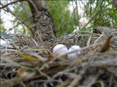 Two eggs: by carolineguzman, Views[246]