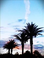 Colored palms: by carolineguzman, Views[145]