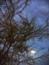 Protector: by carolineguzman, Views[114]