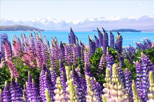Lupines. Taken in New Zealand in 2013. 